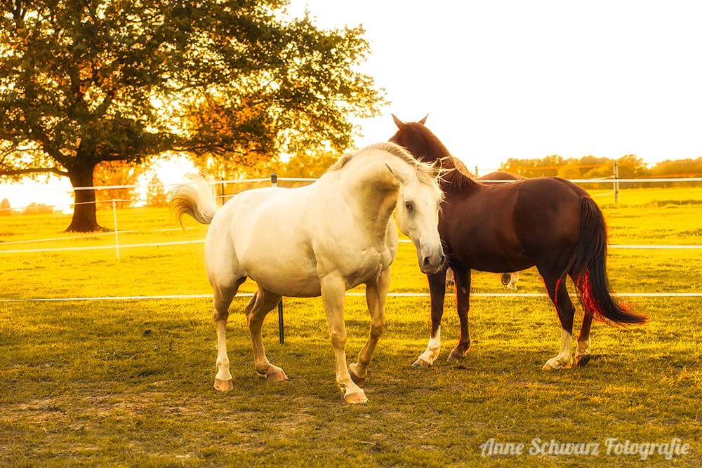 Pferde im Abendlicht