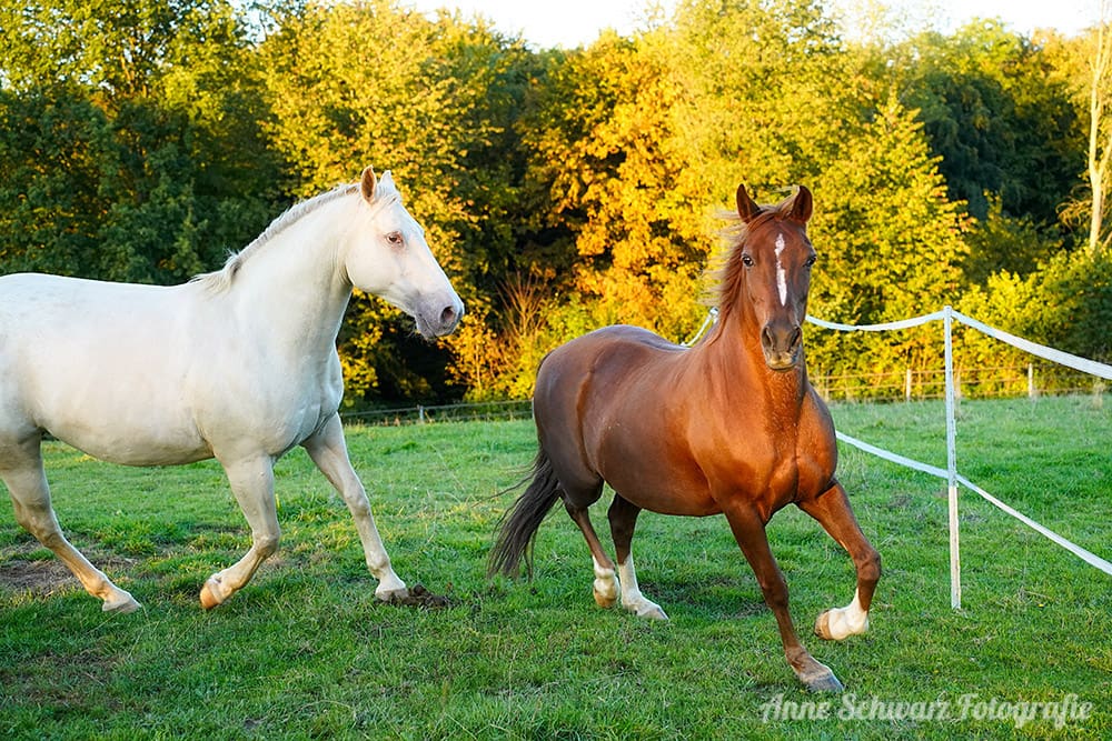 Pferde im Abendlicht