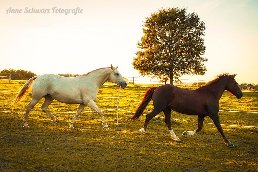 Pferde im Abendlicht