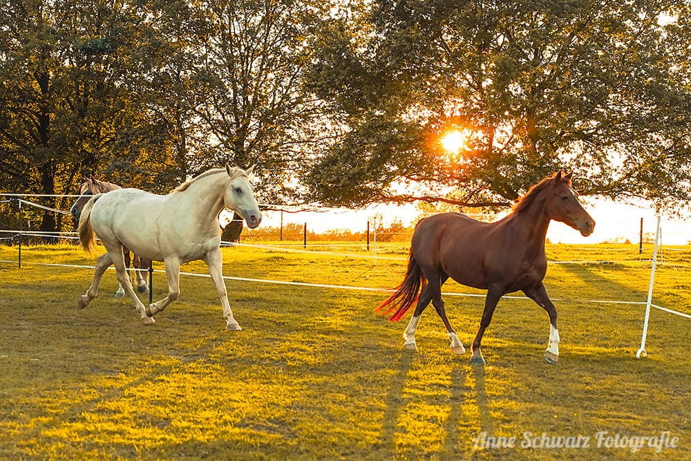 Pferde im Abendlicht