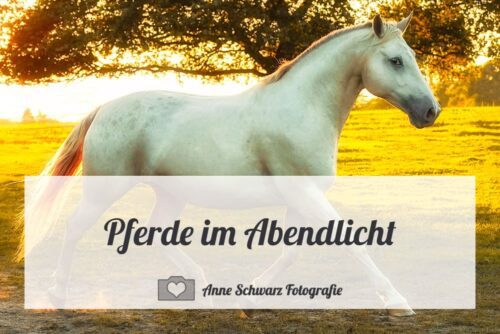 Pferde im Abendlicht