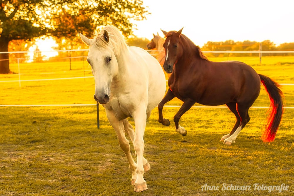 Pferde im Abendlicht