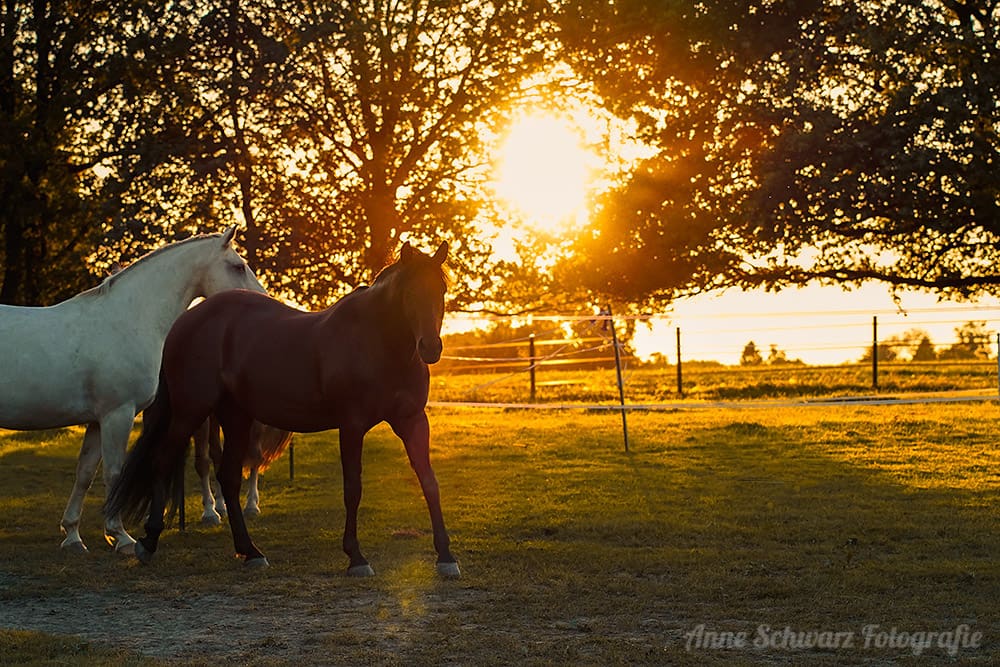 Pferde im Abendlicht