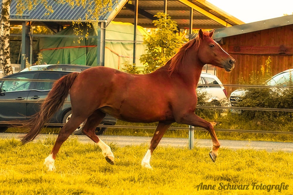 Pferde fotografieren