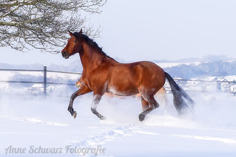 Pferde im Schnee