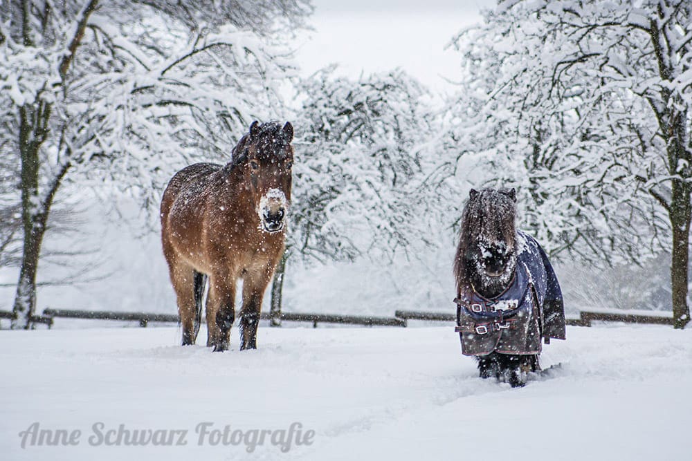 Pferde im Schnee