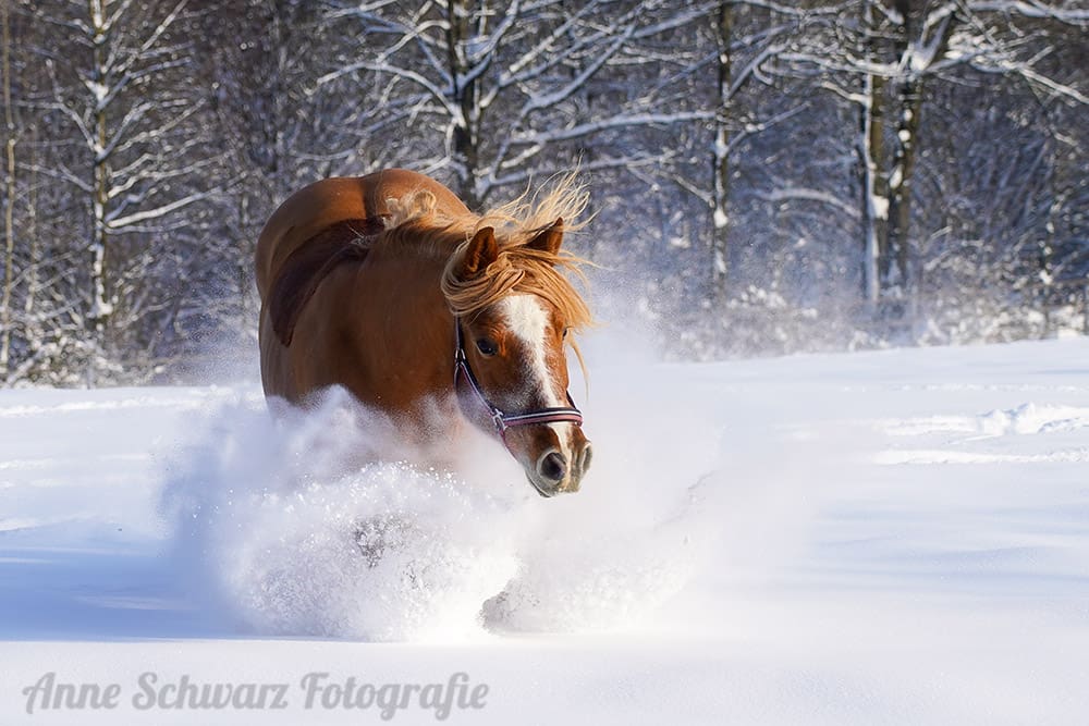 Pferde im Schnee