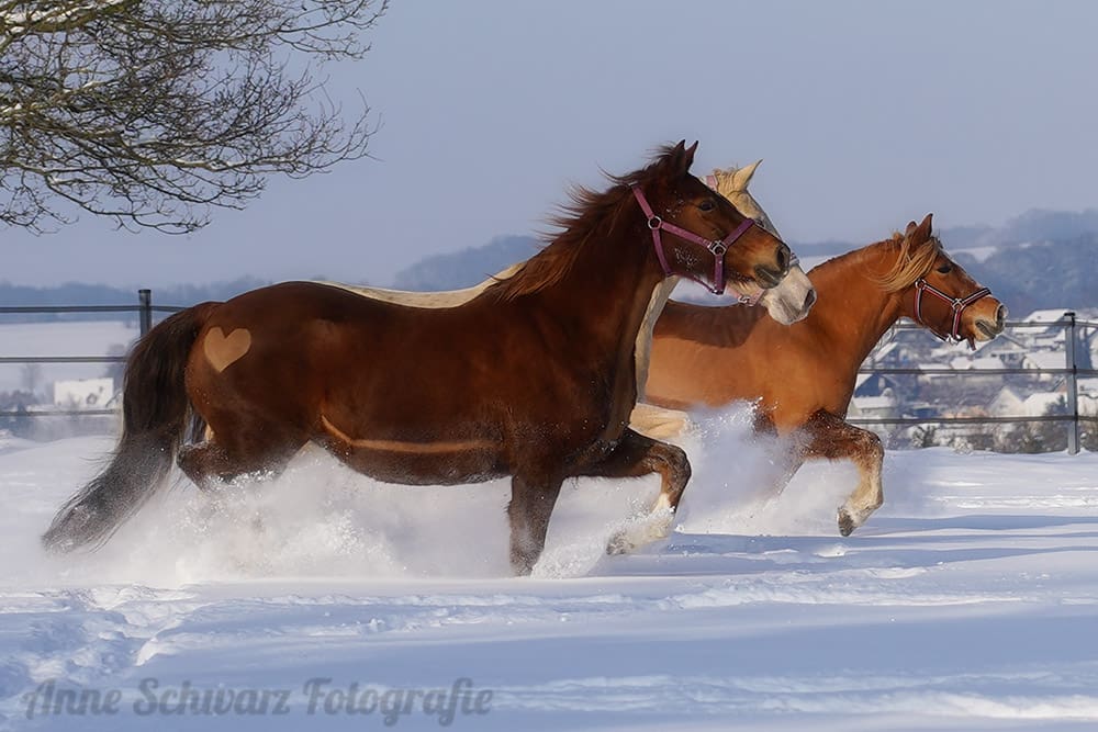 Pferde im Schnee