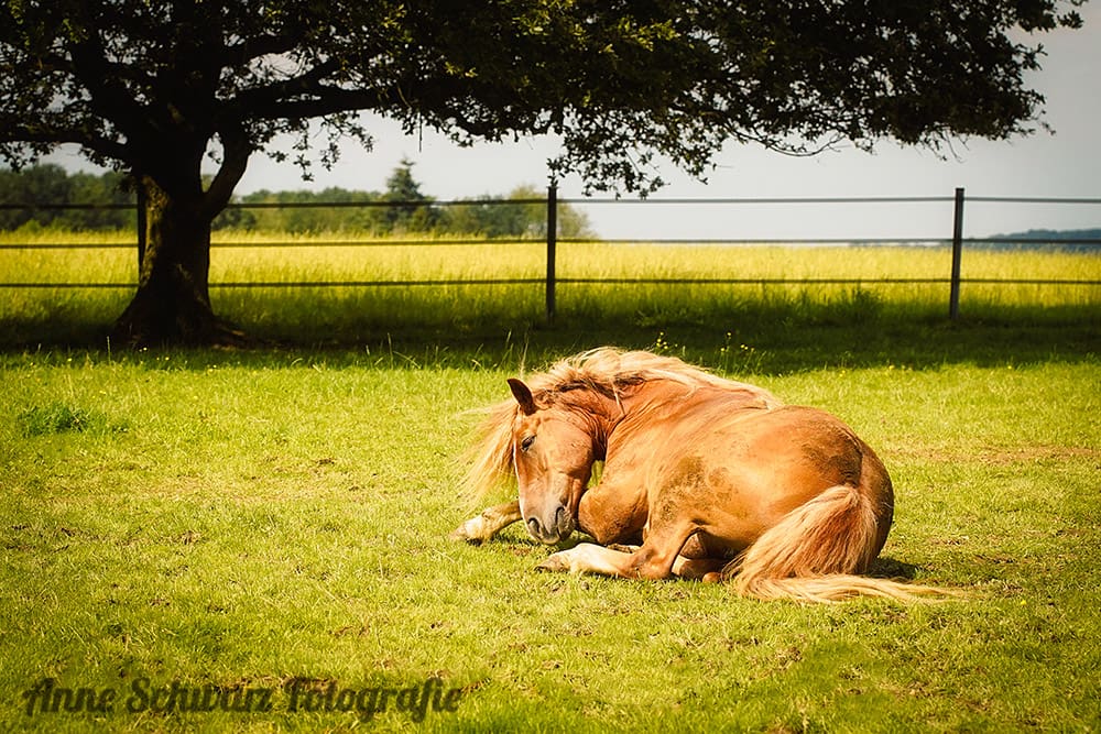 Pferdefotografie mit der Sony a7 III