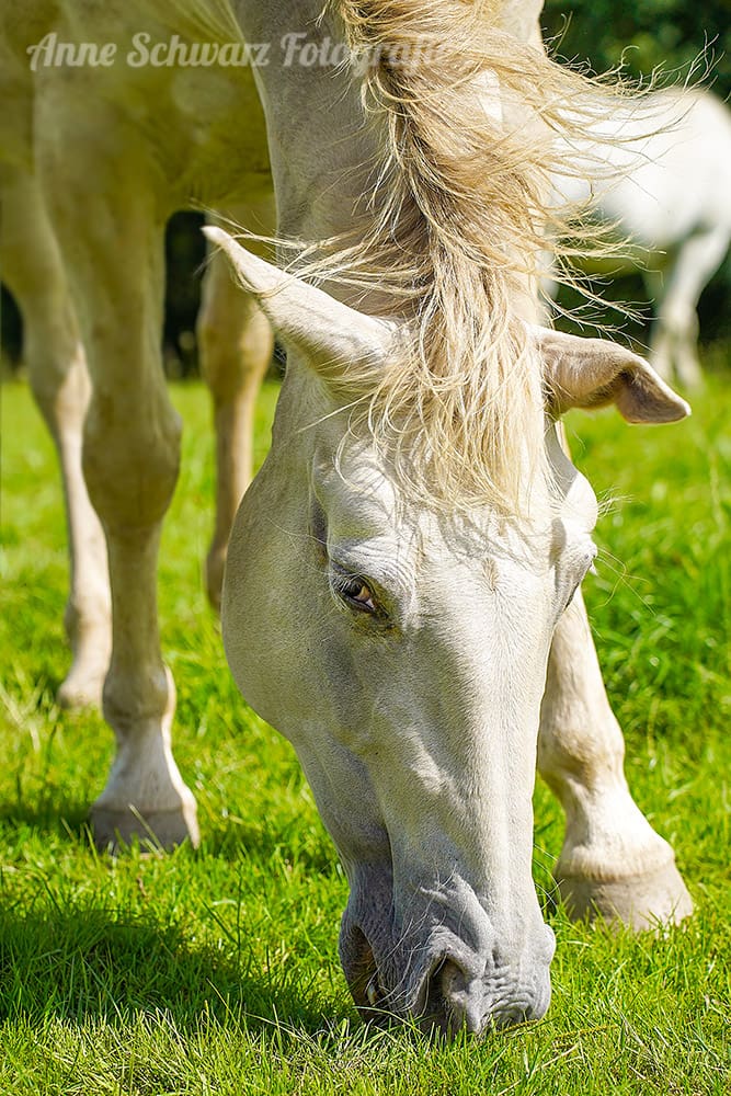 Pferdefotografie mit der Sony a7 III