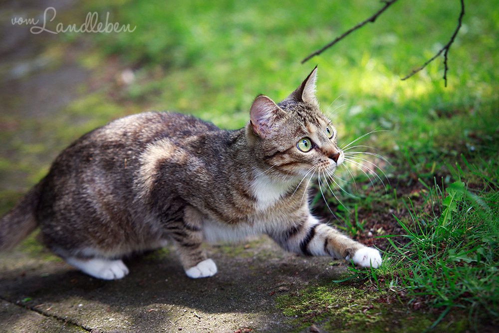 Juli im Garten (Mai 2013)