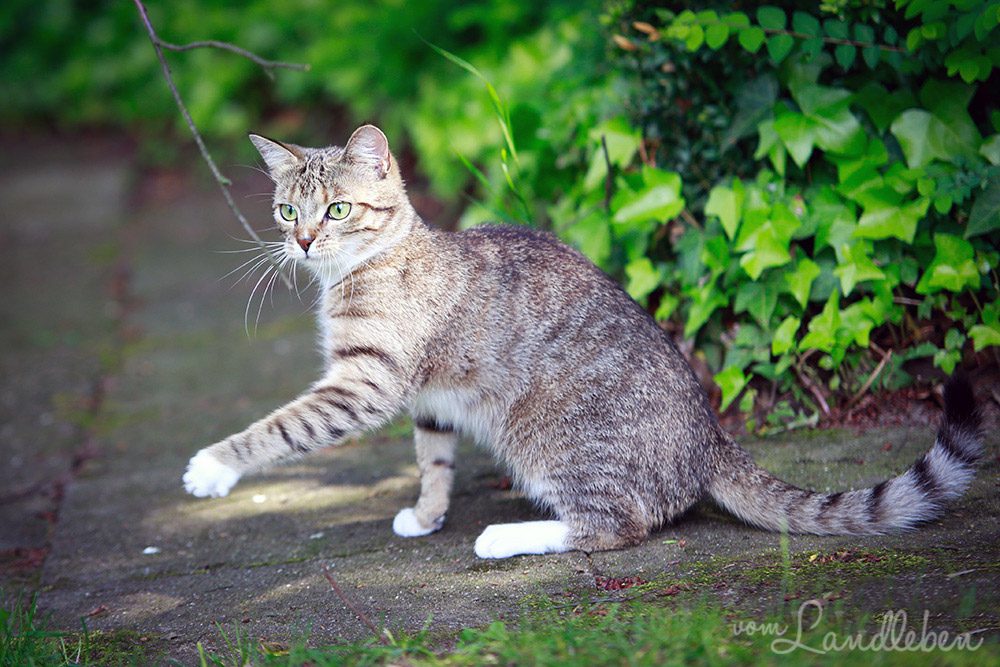 Juli im Garten (Mai 2013)