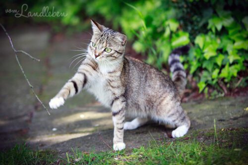 Juli im Garten (Mai 2013)