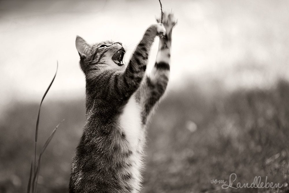 Juli im Garten (Mai 2013)