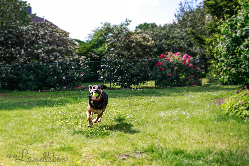 Nala im Garten (Mai 2013)