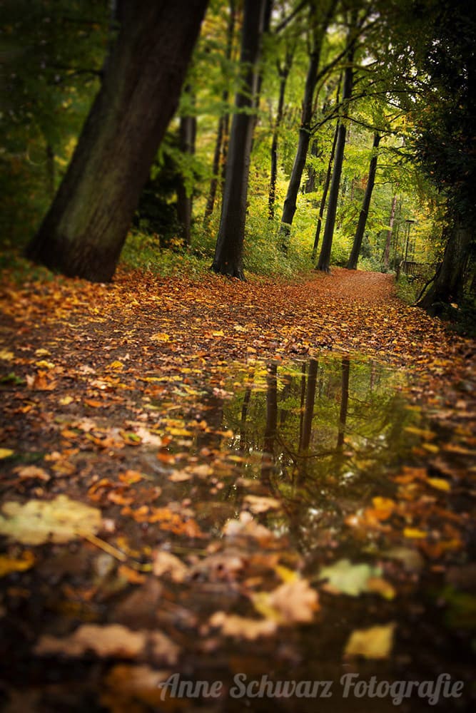 Pfütze auf einem Waldweg