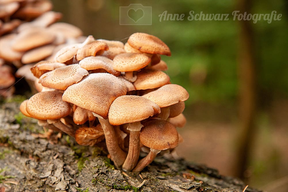 Pilze im Wald