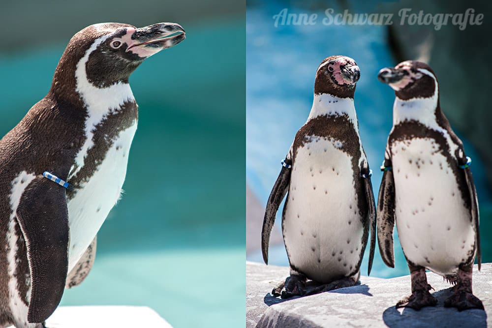 Pinguine im Kölner Zoo