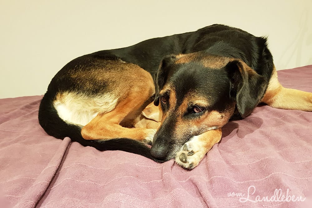 #pmdd25 – Picture my Day-Day