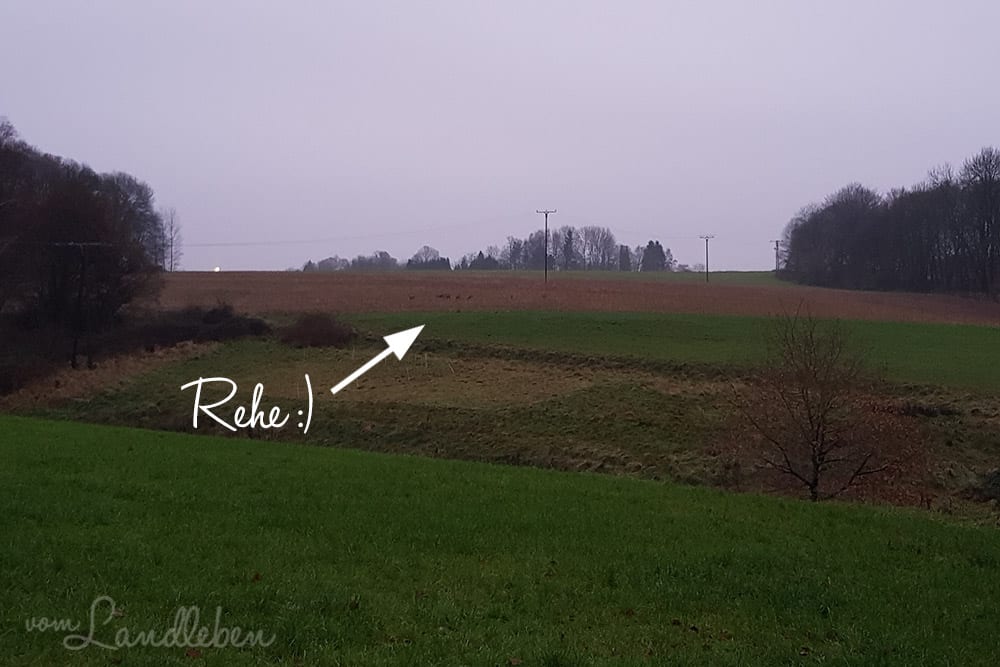 #pmdd25 – Picture my Day-Day