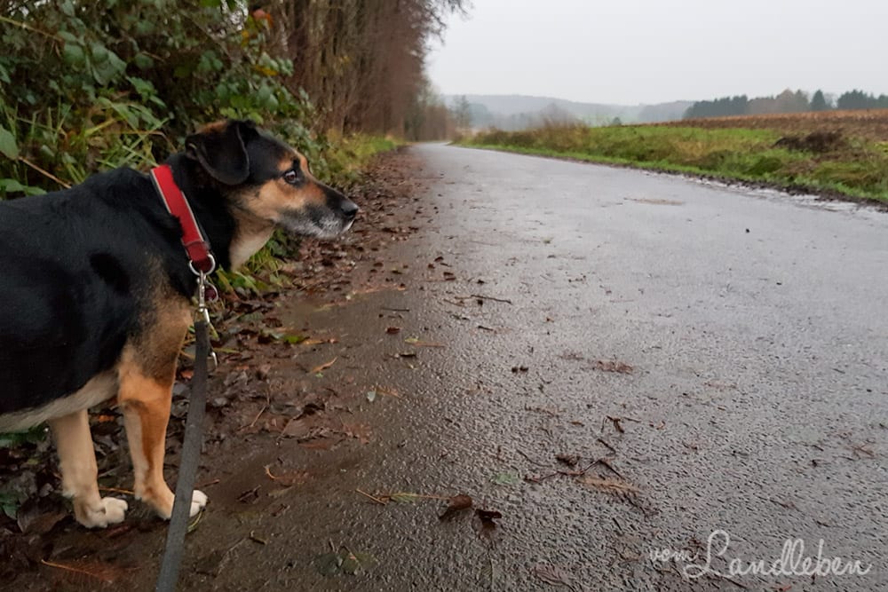 #pmdd25 – Picture my Day-Day