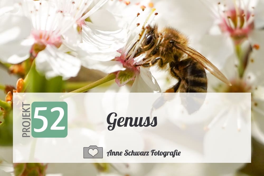Projekt 52 – Genuss – Biene