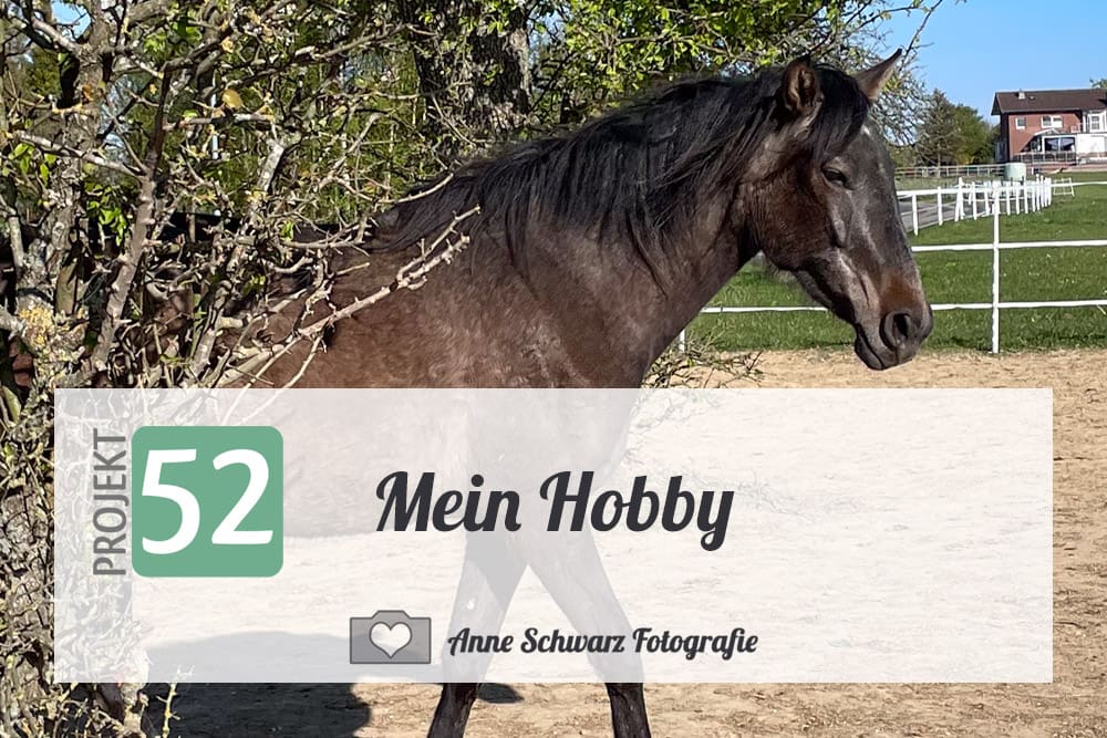 Projekt 52 – Mein Hobby – Pferde