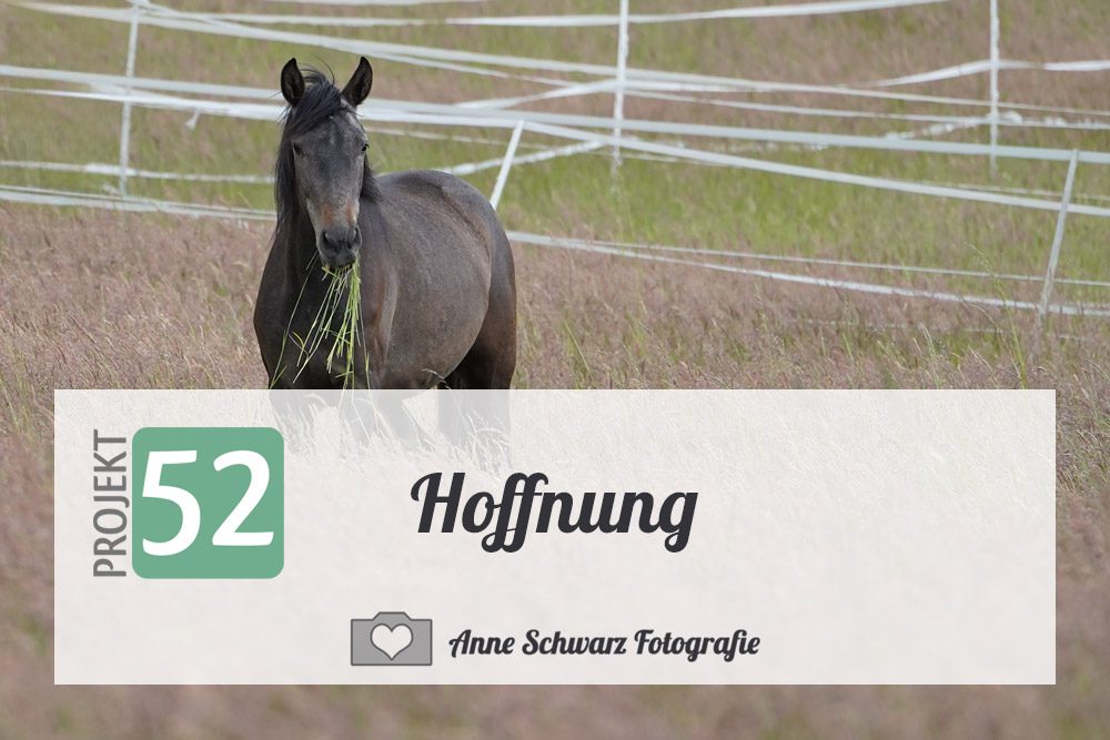 Projekt 52 – Hoffnung
