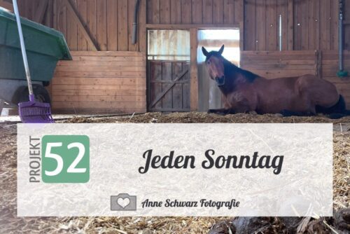 Projekt 52 – Jeden Sonntag – Pferdestall misten
