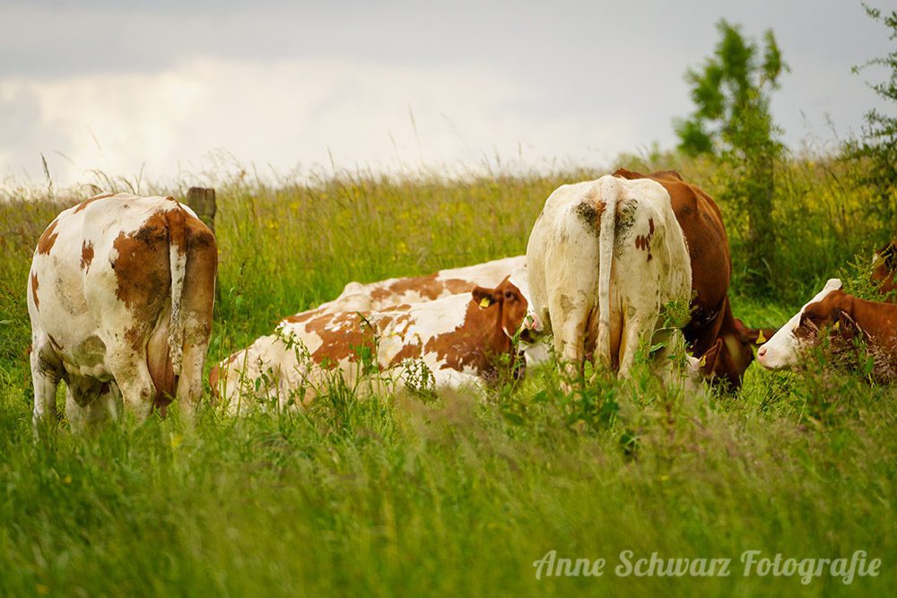 Projekt 52 - Landluft - Kühe