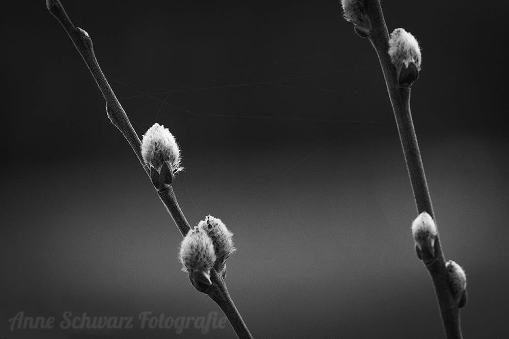Projekt Graustufe: Frühling