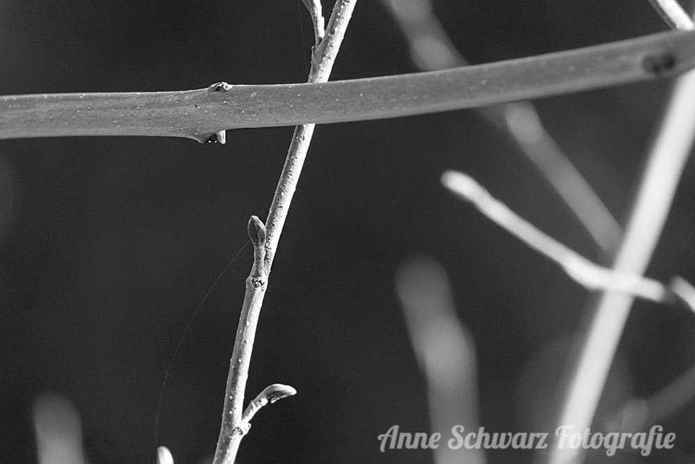 Projekt Graustufe: Frühling