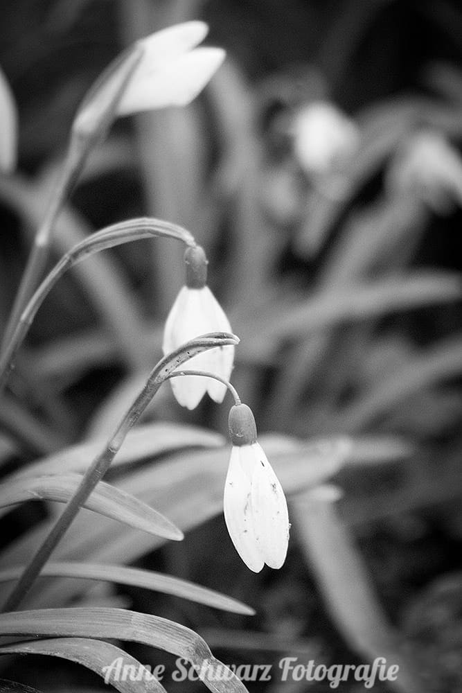 Projekt Graustufe: Frühling