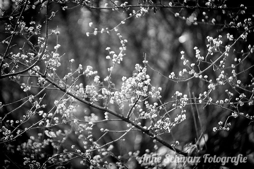 Projekt Graustufe: Frühling