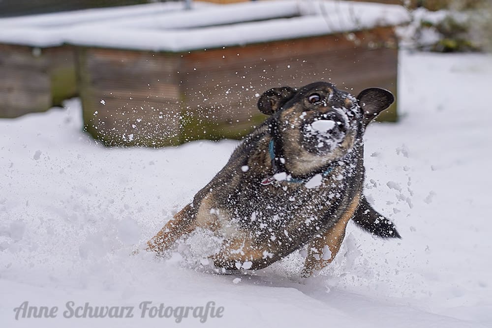 Projekt 52 - Sportlich - Hund im Schnee