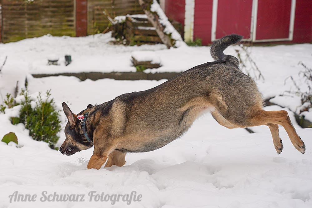 Projekt 52 - Sportlich - Hund im Schnee
