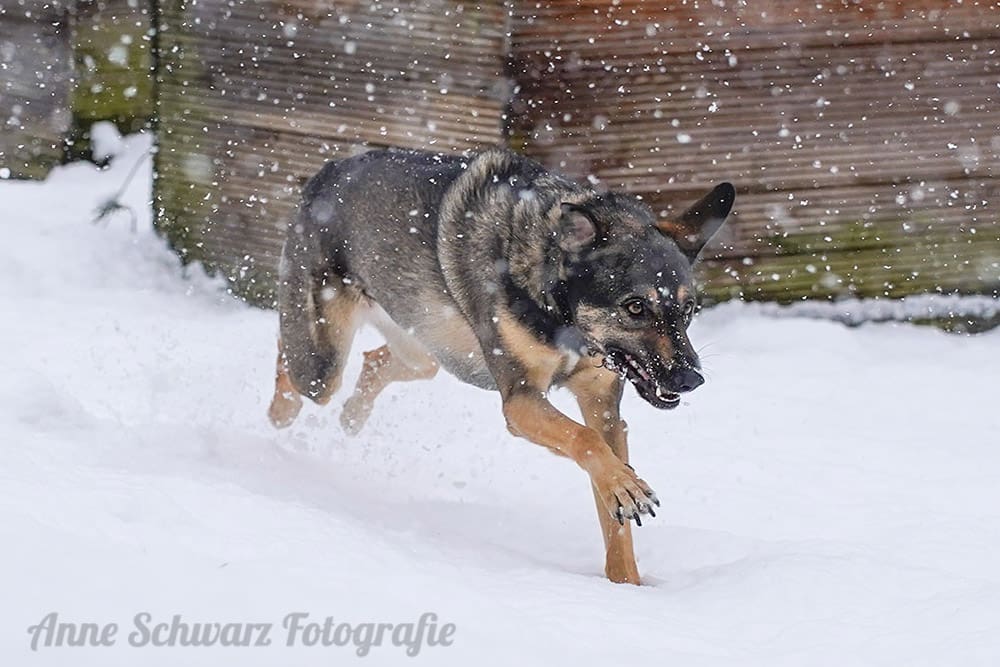 Projekt 52 - Sportlich - Hund im Schnee
