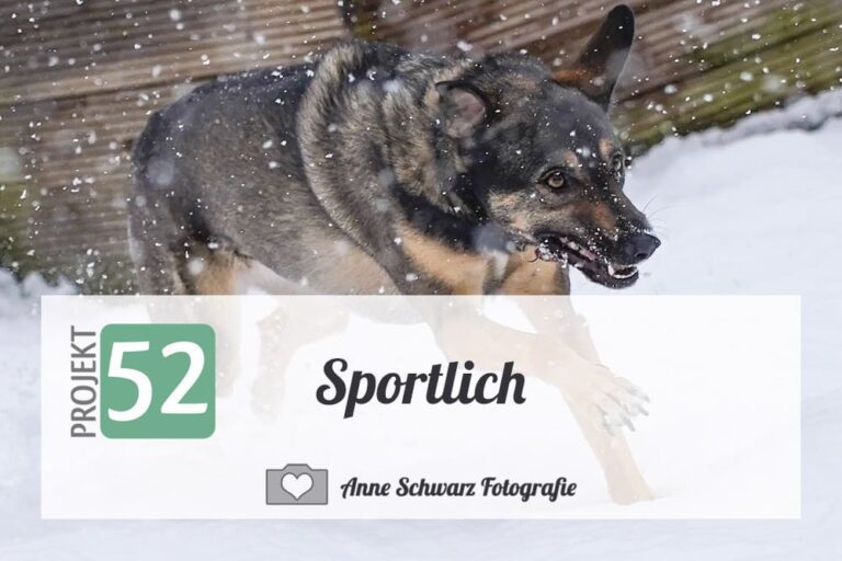 Projekt 52 – Sportlich – Hund im Schnee