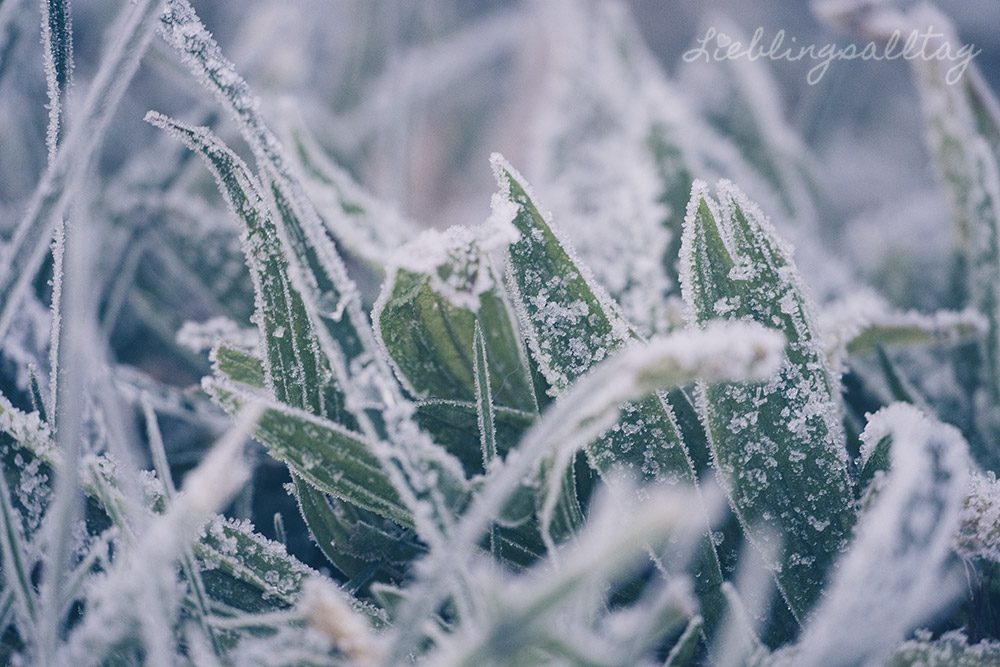 Rauhreif auf Gras