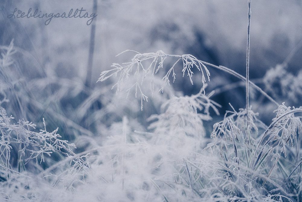 Rauhreif auf Gras