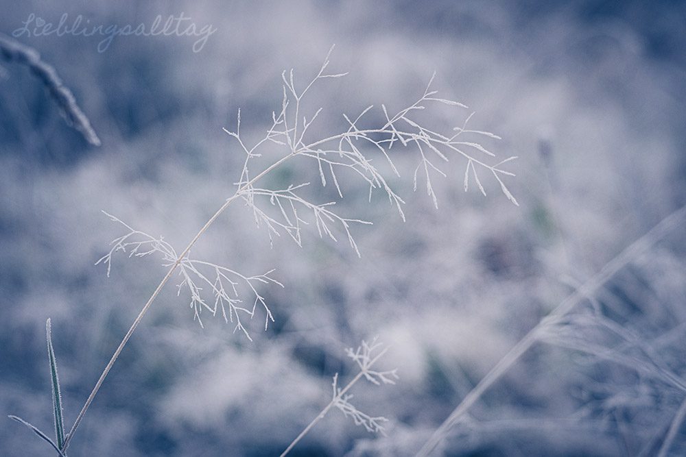 Rauhreif auf Gras