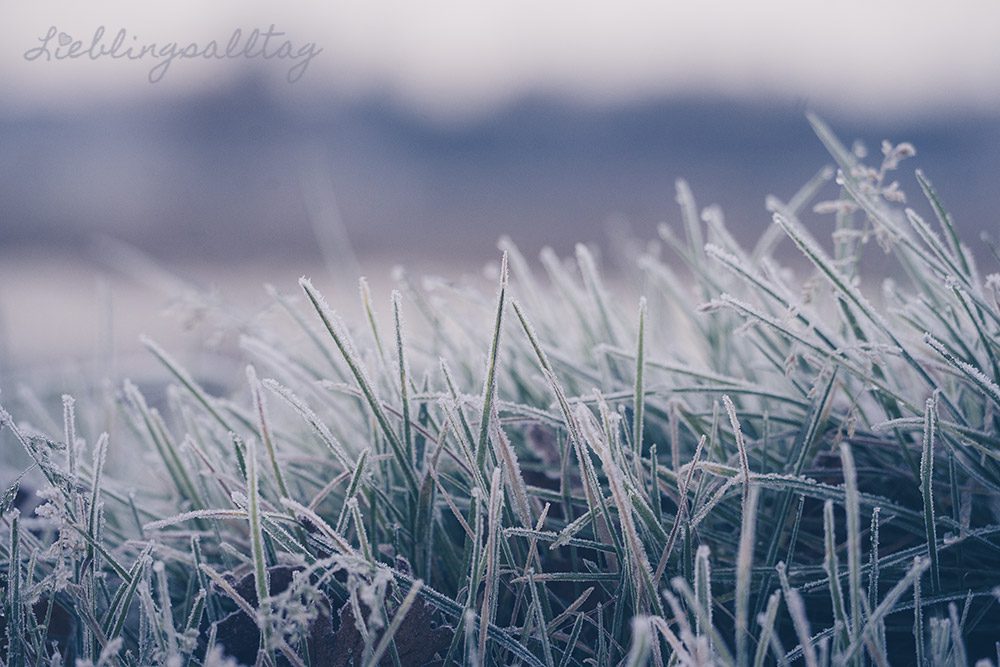 Rauhreif auf Gras