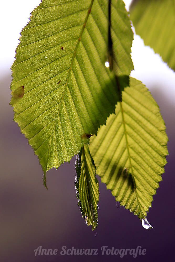 Regentropfen an einem Blatt