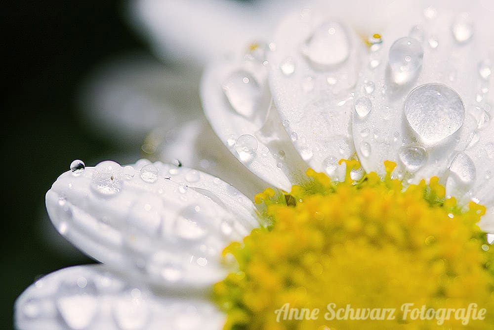 Regentropfen auf einer Blüte