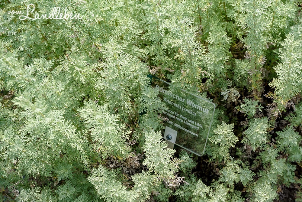 Römischer Wermut im Kräutergarten - Burggarten Blankenberg