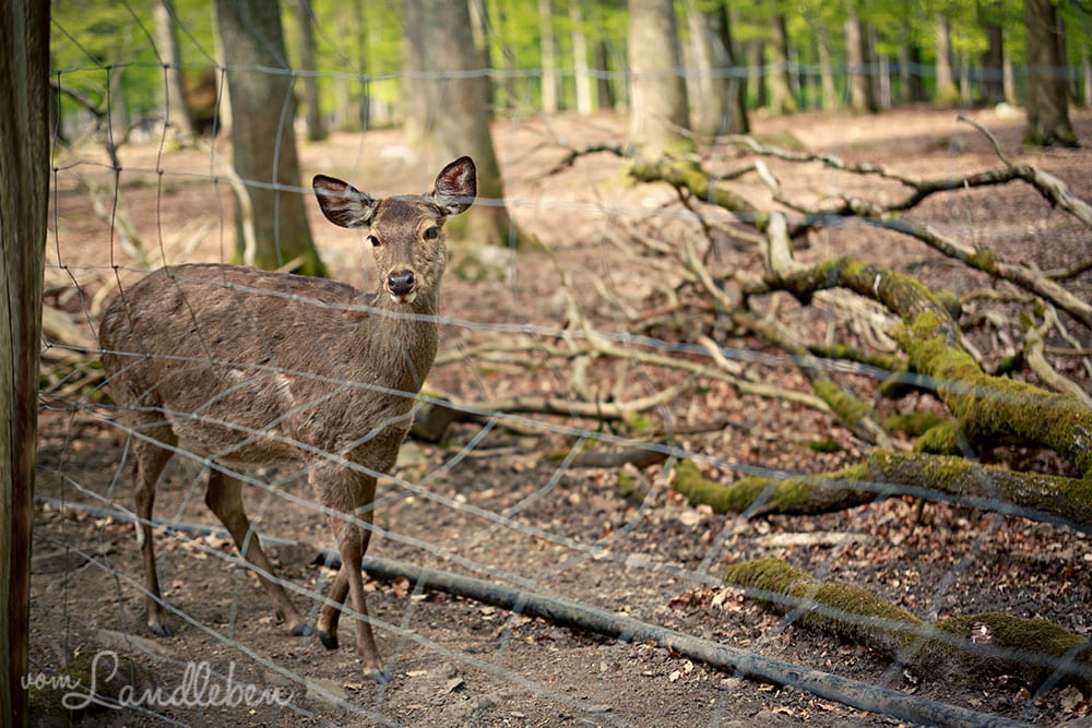 Rotwild im Wildfreigehege Wildenburg
