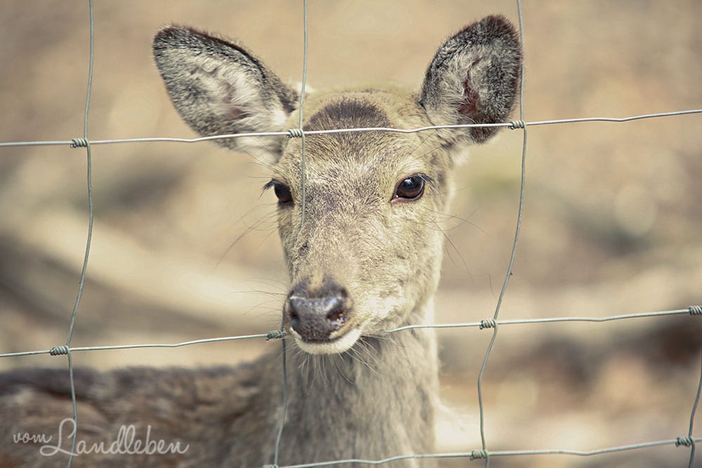 Rotwild im Wildfreigehege Wildenburg