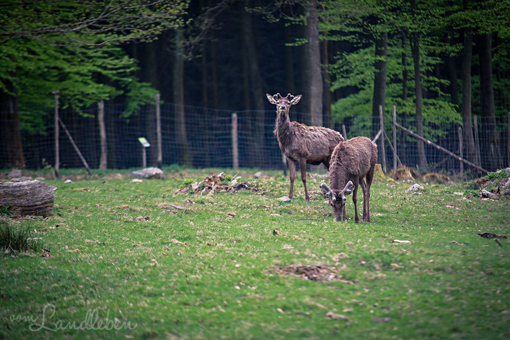Rotwild im Wildfreigehege Wildenburg