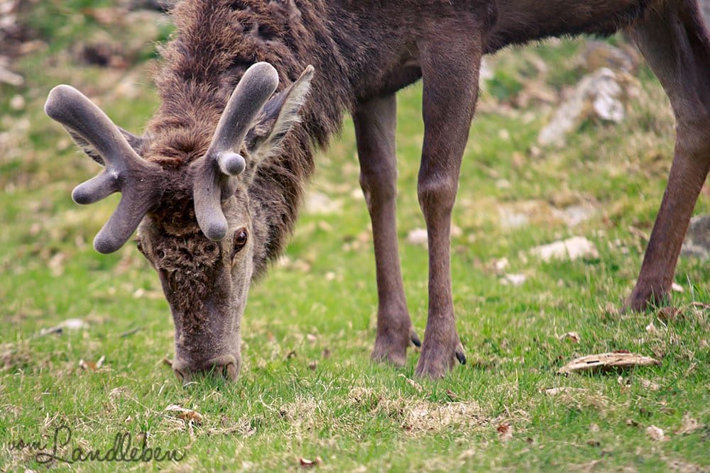 Rotwild im Wildfreigehege Wildenburg