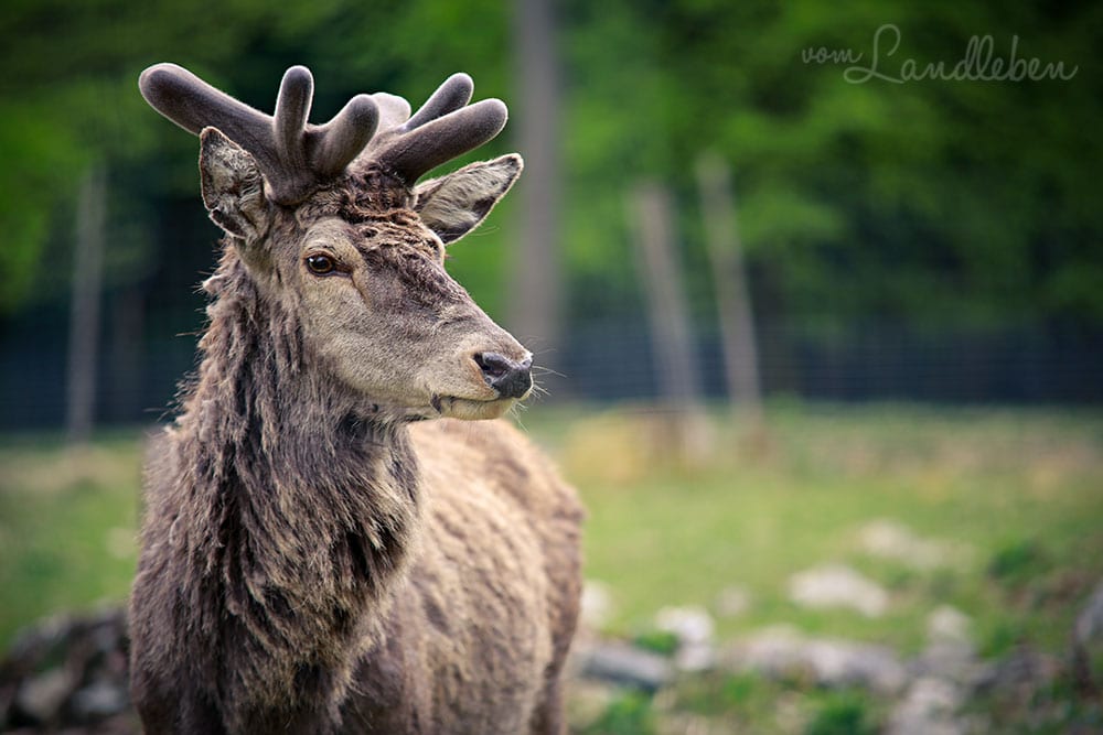 Rotwild im Wildfreigehege Wildenburg
